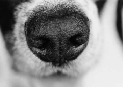 6 enfermedades que los animales nos contagian