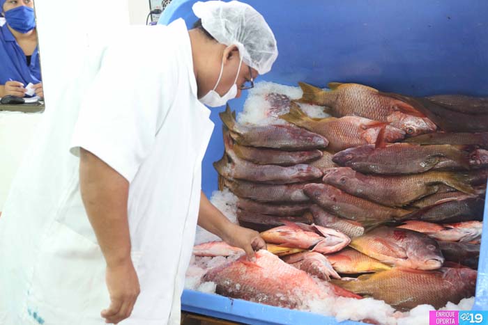 Nicaragua registra cifras récord en producción pesquera y acuícola
