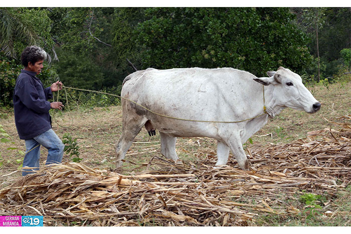 Aprovechan tecnología agropecuaria para mejorar la producción