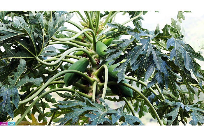 Aprovechan tecnología agropecuaria para mejorar la producción