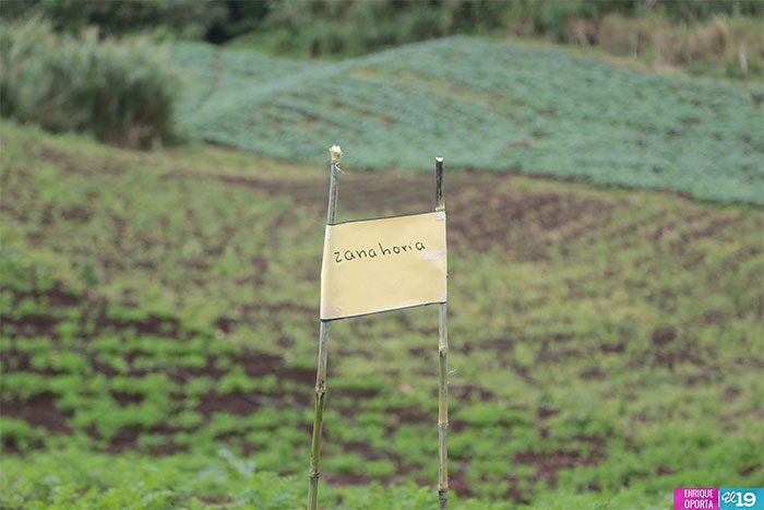 Productores de Matagalpa destacan resultados en implementación de prácticas agroecológicas