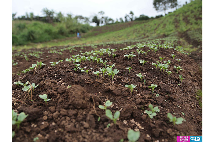 Productores de Matagalpa destacan resultados en implementación de prácticas agroecológicas
