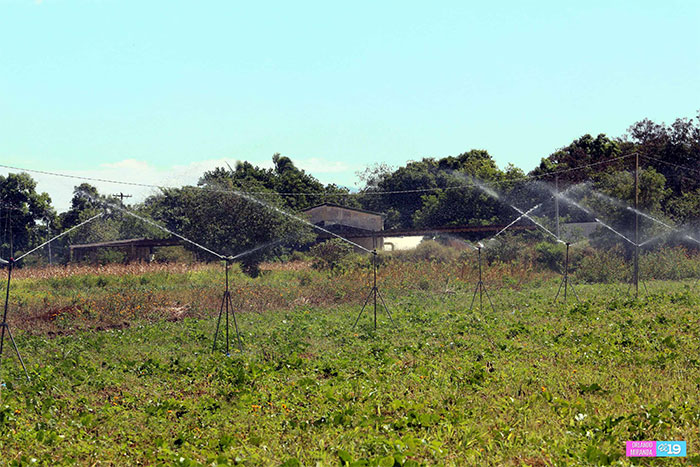 INTA comparte con productores de Posoltega nuevas tecnologías de forrajes