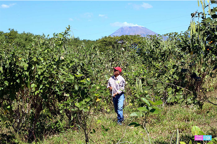 INTA comparte con productores de Posoltega nuevas tecnologías de forrajes
