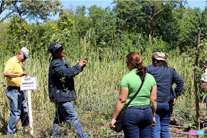 INTA comparte con productores de Posoltega nuevas tecnologías de forrajes