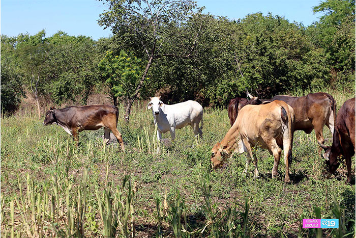 INTA comparte con productores de Posoltega nuevas tecnologías de forrajes