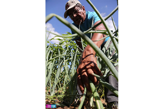 Diversificación de cultivos, la mejor opción para pequeños agricultores