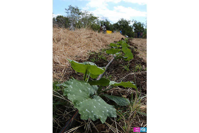 Diversificación de cultivos, la mejor opción para pequeños agricultores
