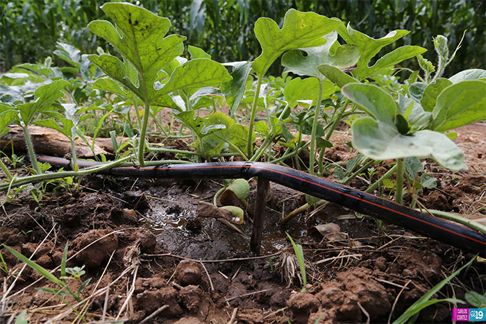 Diversificación de cultivos, la mejor opción para pequeños agricultores