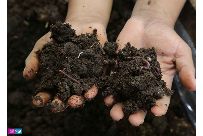 Diversificación de cultivos, la mejor opción para pequeños agricultores
