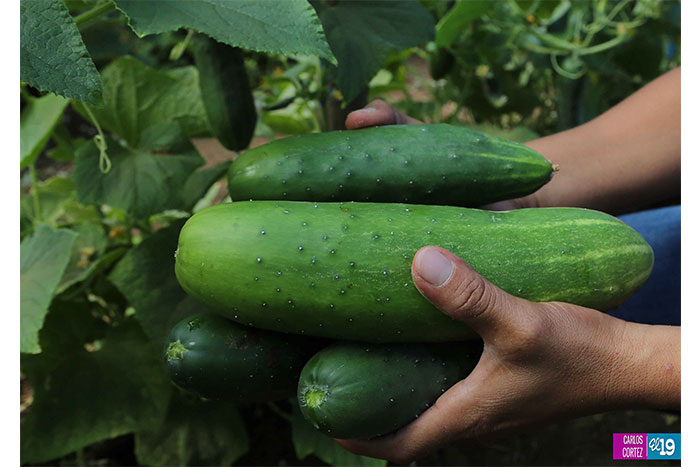Diversificación de cultivos, la mejor opción para pequeños agricultores