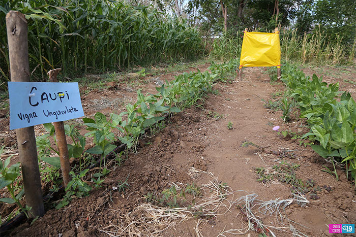 Diversificación de cultivos, la mejor opción para pequeños agricultores