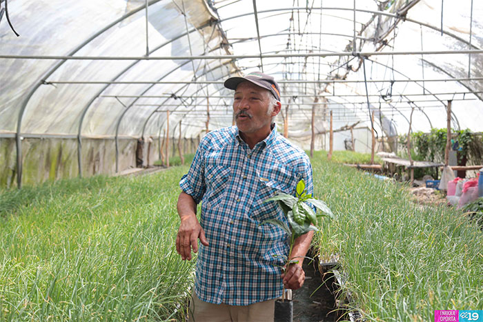 INTA promueve uso de bandejas de germinación para mejorar sistema productivo
