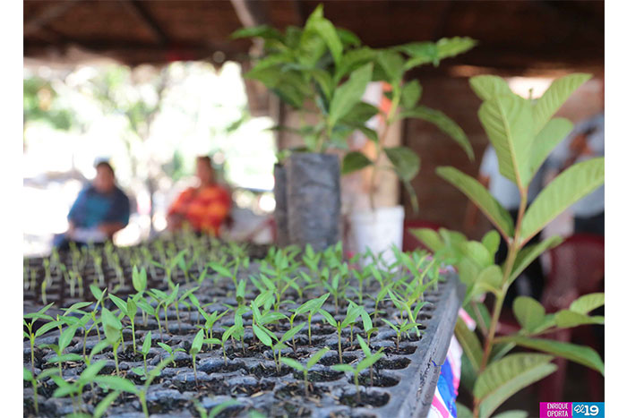 INTA promueve uso de bandejas de germinación para mejorar sistema productivo