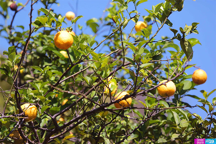 INTA promueve uso de bandejas de germinación para mejorar sistema productivo