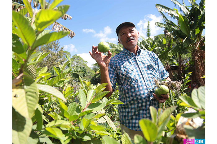 INTA promueve uso de bandejas de germinación para mejorar sistema productivo