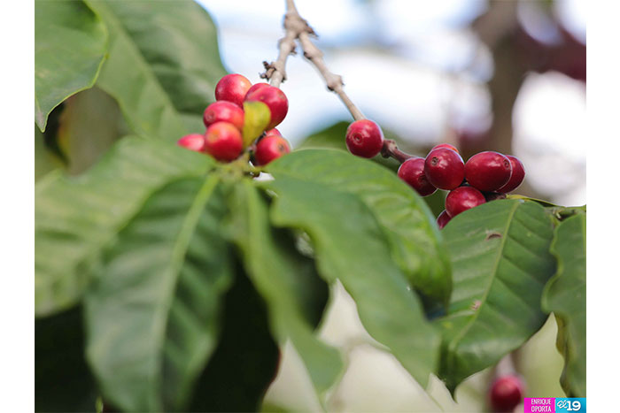 INTA promueve uso de bandejas de germinación para mejorar sistema productivo