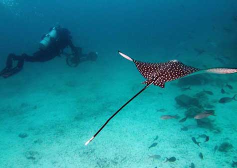 Google captura imágenes de islas Galápagos para Street View