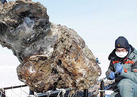 Hallan cadáver de mamut con sangre líquida