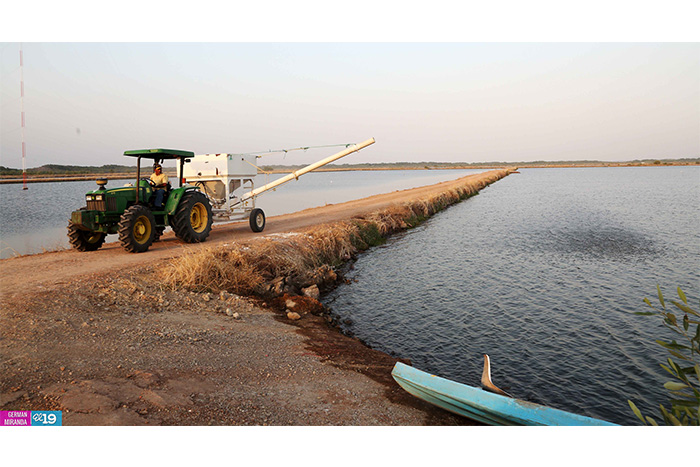 Nicaragua potencia desarrollo de granjas camaroneras