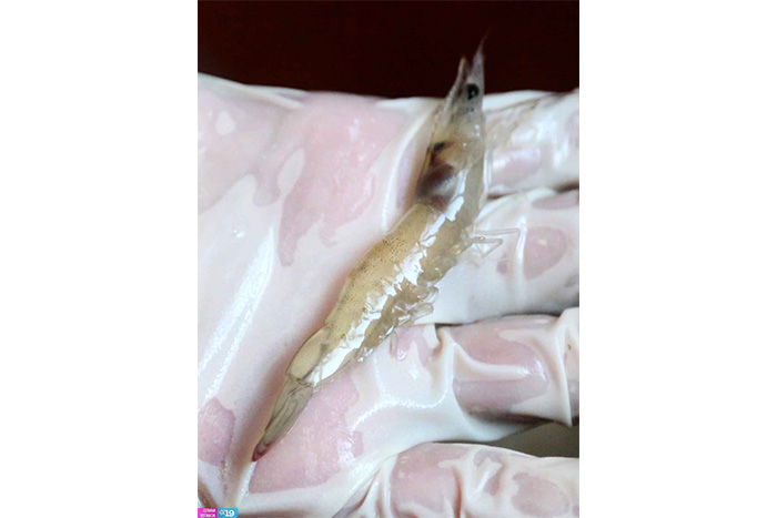 Nicaragua potencia desarrollo de granjas camaroneras