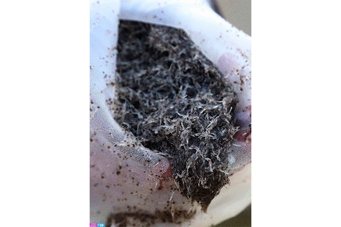 Nicaragua potencia desarrollo de granjas camaroneras