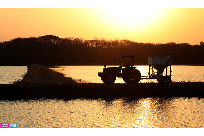 Nicaragua potencia desarrollo de granjas camaroneras