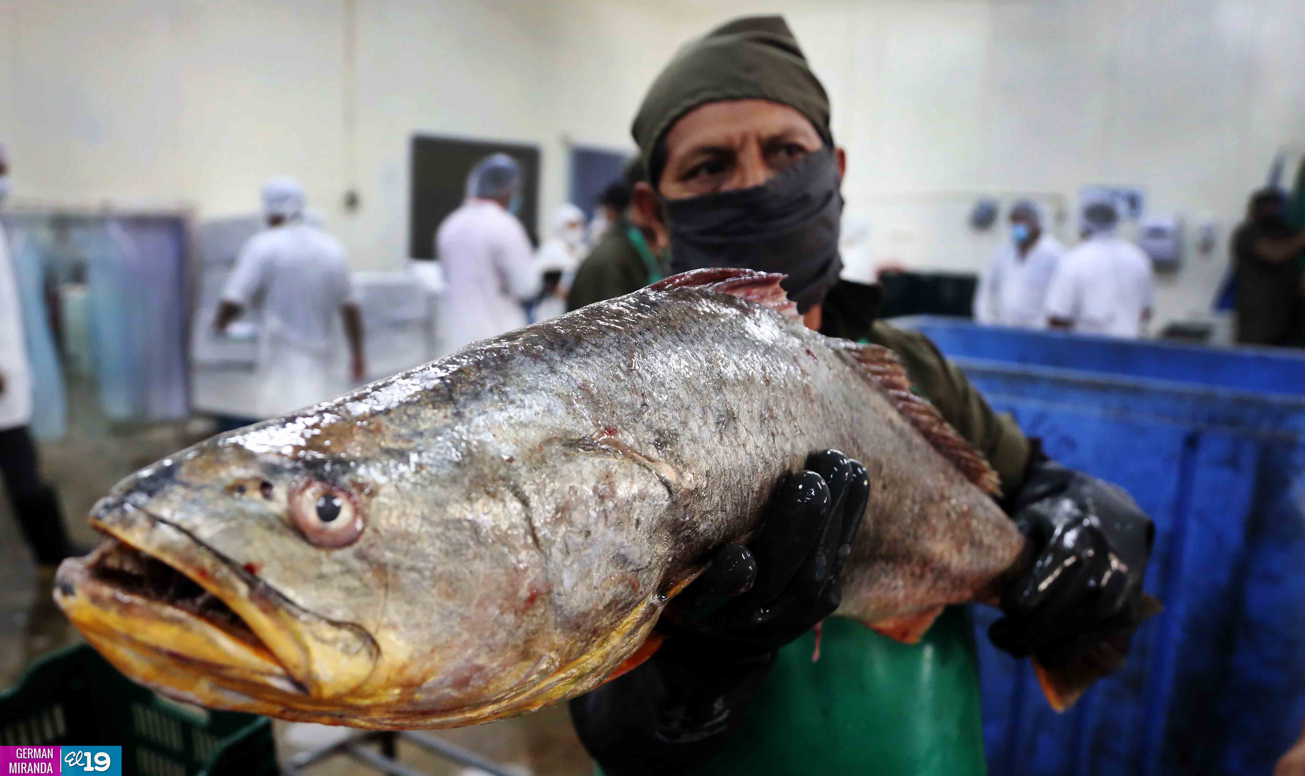 Explotación racional y sostenible de recursos pesqueros garantiza exportaciones todo el año