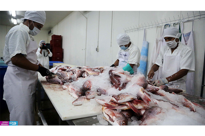 Explotación racional y sostenible de recursos pesqueros garantiza exportaciones todo el año