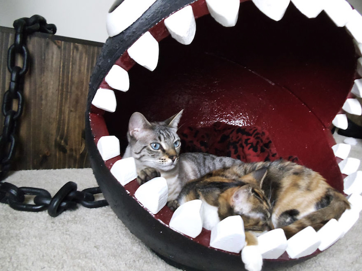 Un hombre creó una cama muy original para su mascota