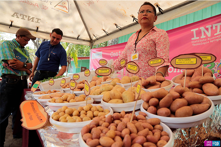 Inta y Fao desarrollan taller de capacidades para garantizar producción de semillas criollas y acriolladas