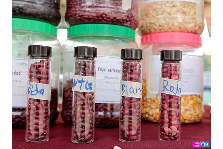 Inta y Fao desarrollan taller de capacidades para garantizar producción de semillas criollas y acriolladas