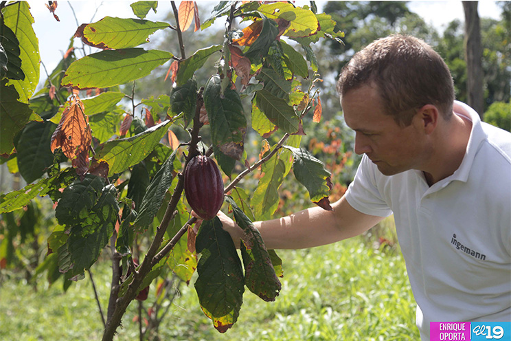 Ingemann apuesta a la producción de cacao