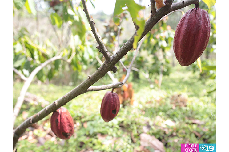 Ingemann apuesta a la producción de cacao