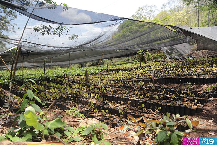 Ingemann apuesta a la producción de cacao