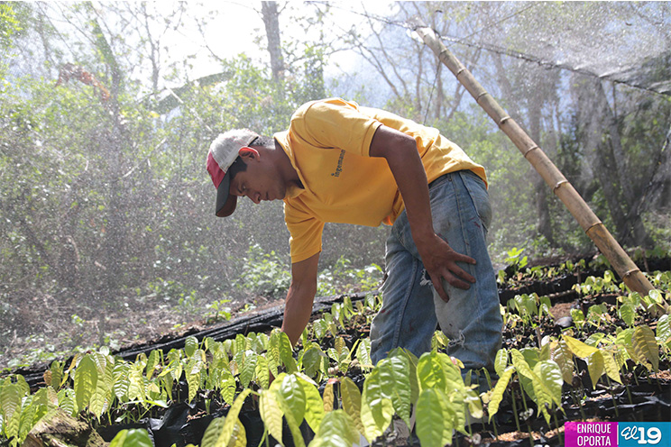 Ingemann apuesta a la producción de cacao
