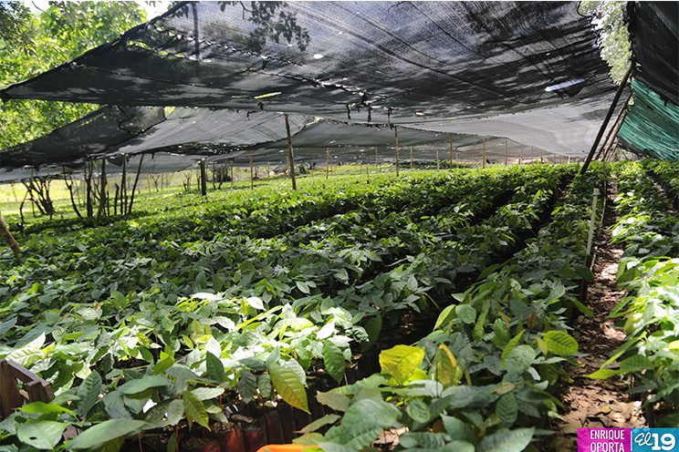 Ingemann apuesta a la producción de cacao