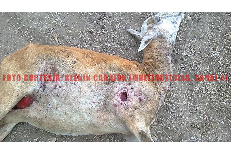 Reaparece el “chupacabras” en una comunidad de León