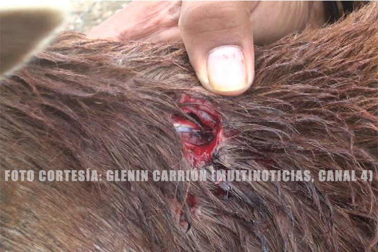 Reaparece el “chupacabras” en una comunidad de León