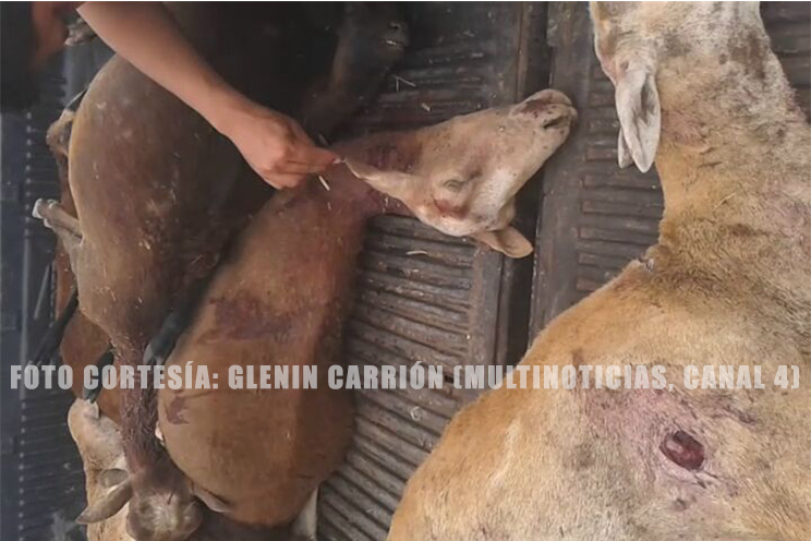 Reaparece el “chupacabras” en una comunidad de León