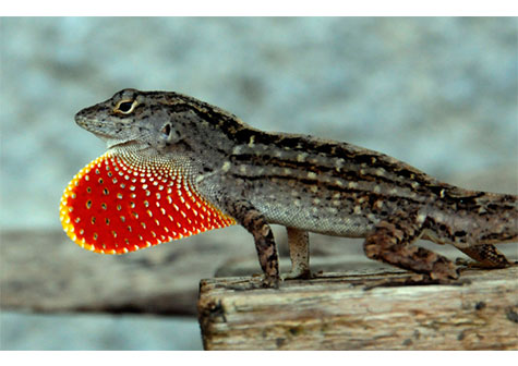 5 de Junio, Día Mundial del Medio Ambiente