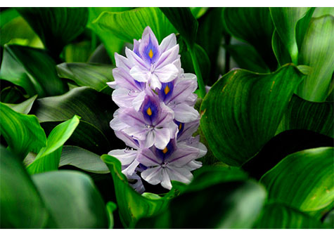 5 de Junio, Día Mundial del Medio Ambiente