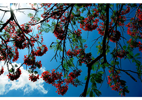 5 de Junio, Día Mundial del Medio Ambiente