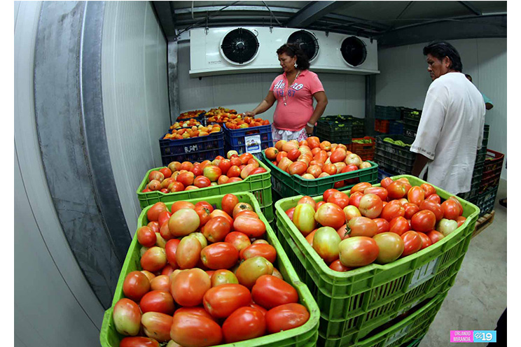 Comerciantes satisfechos con la funcionalidad de los cuartos fríos