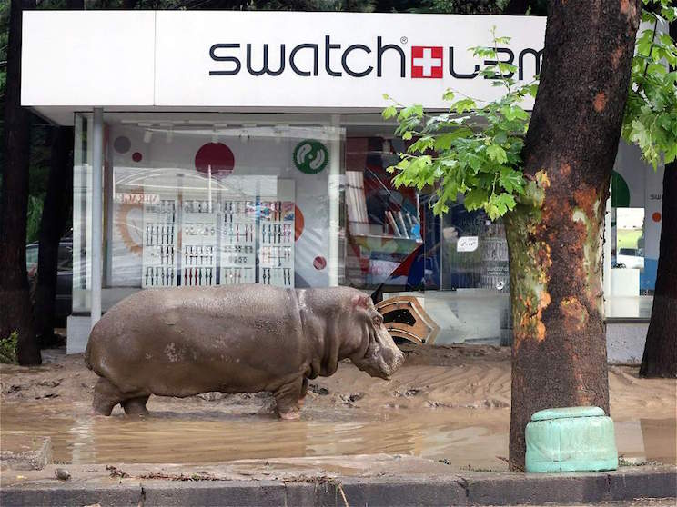 Tiflis, ocupada por las fieras tras inundaciones que dejan 12 muertos