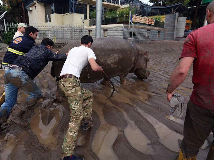 Tiflis, ocupada por las fieras tras inundaciones que dejan 12 muertos