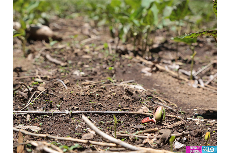 Campesinos del occidente con buenas expectativas ante el ciclo agrícola