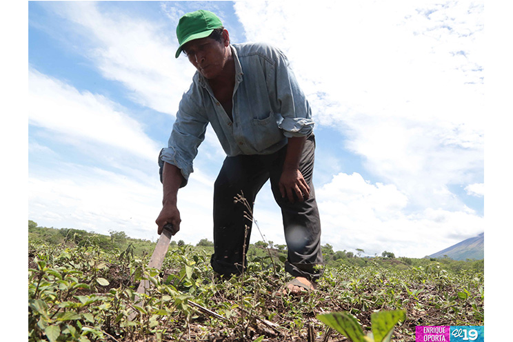 Campesinos del occidente con buenas expectativas ante el ciclo agrícola