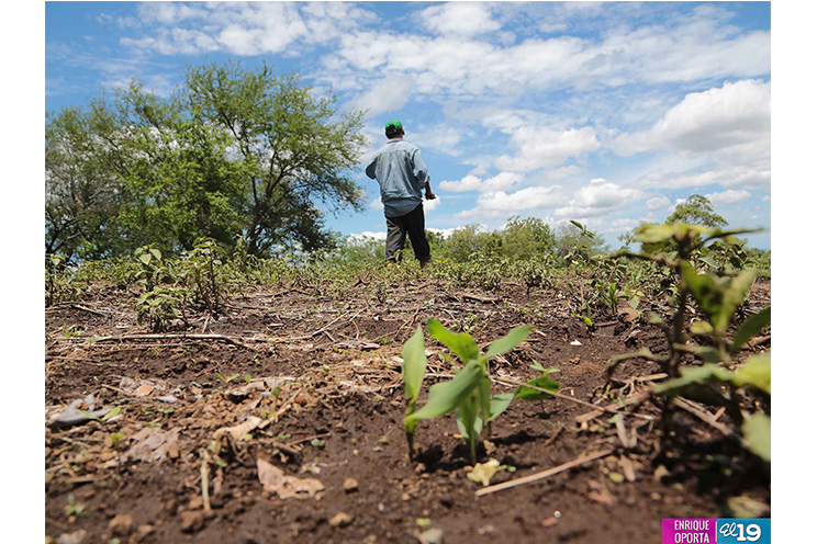 Campesinos del occidente con buenas expectativas ante el ciclo agrícola