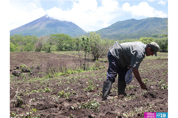 Campesinos del occidente con buenas expectativas ante el ciclo agrícola
